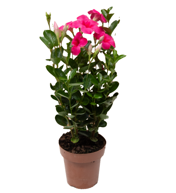 Mandevilla - Imagem 3