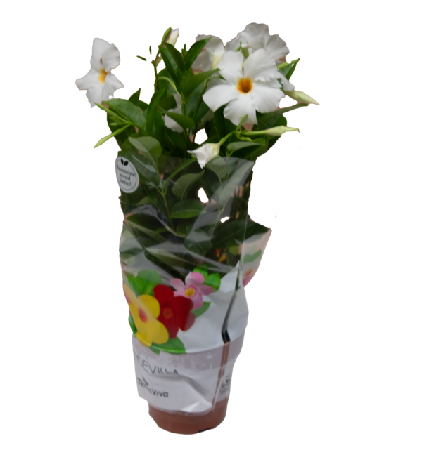 Mandevilla - Imagem 2