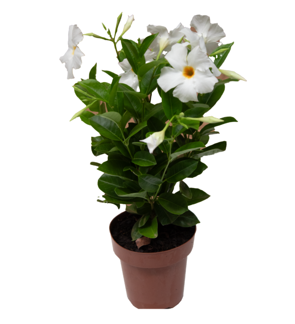 Mandevilla - Imagem 6