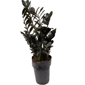 Zamioculca Black