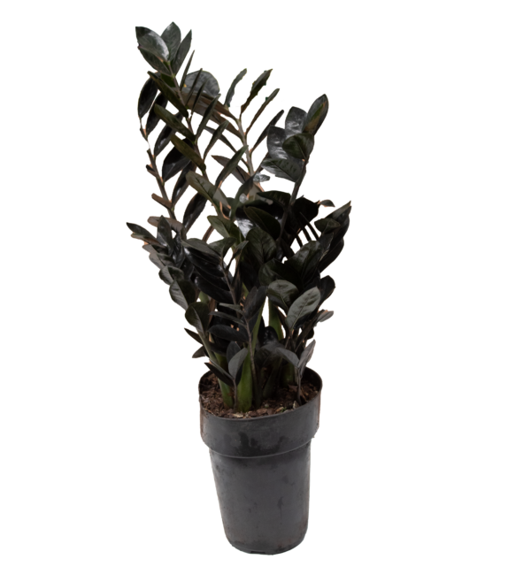 Zamioculca Black