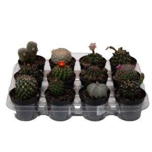 Mix de Cactos