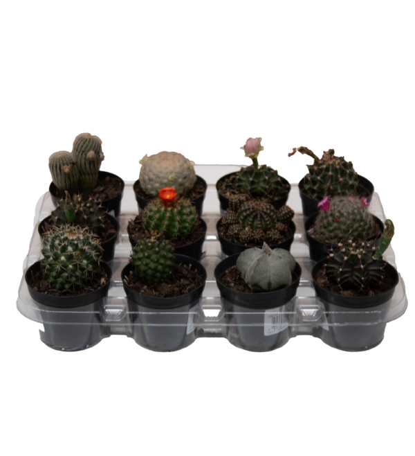 Mix de Cactos