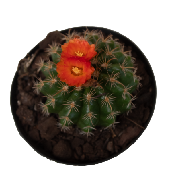 Mix de Cactos - Imagem 3