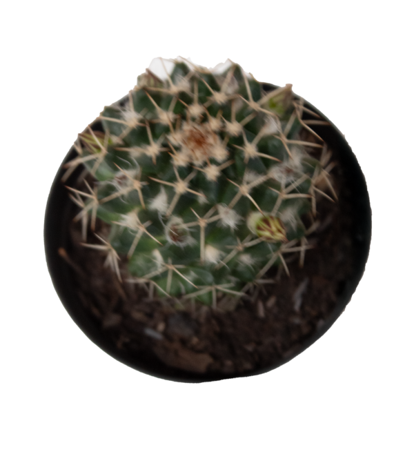Mix de Cactos - Imagem 10