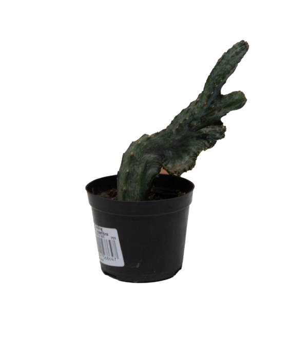 Mix de Cactos - Imagem 8