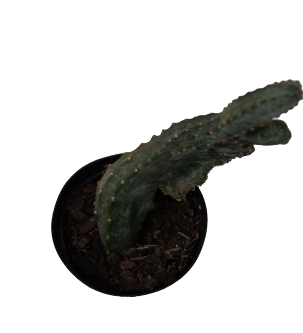 Mix de Cactos - Imagem 7