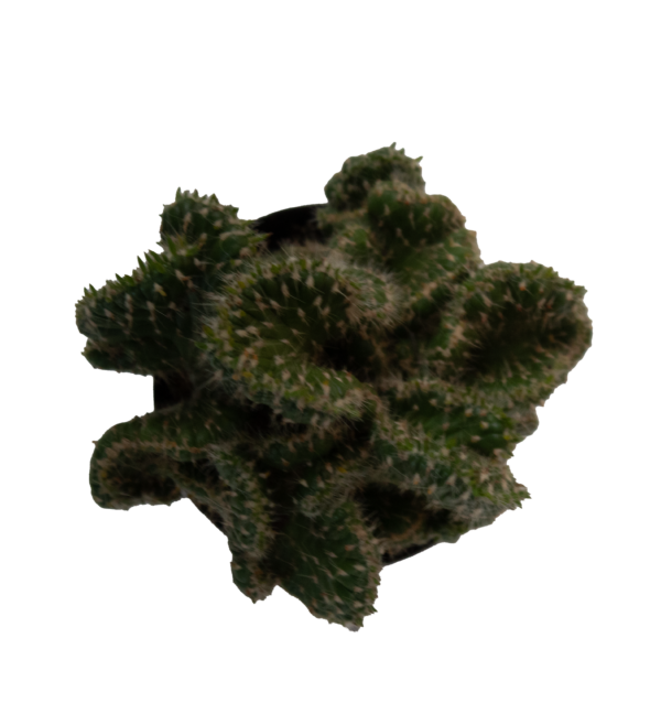 Mix de Cactos - Imagem 5