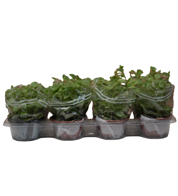 Peperomia Scadens - Imagem 3