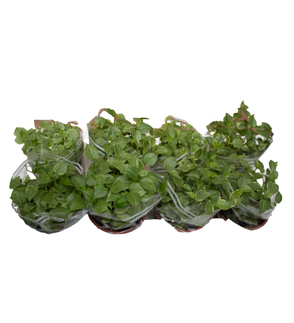 Peperomia Scadens - Imagem 4