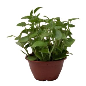 Peperomia Scadens