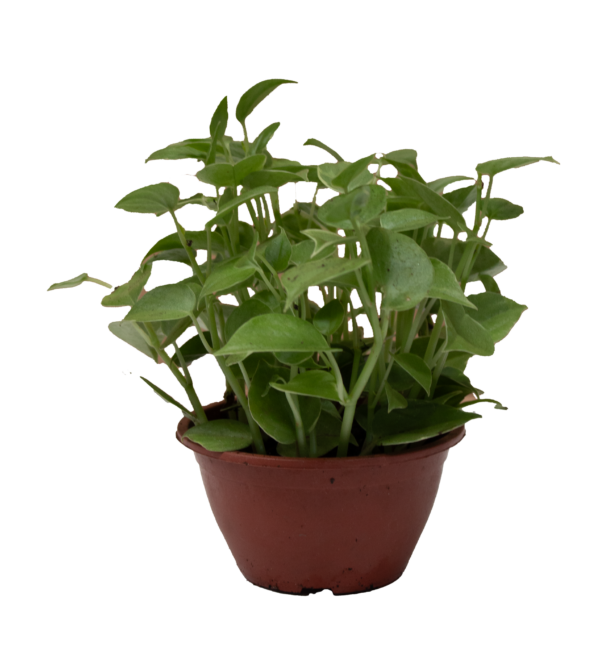Peperomia Scadens