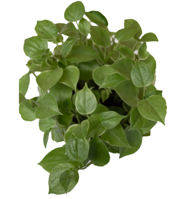 Peperomia Scadens - Imagem 2