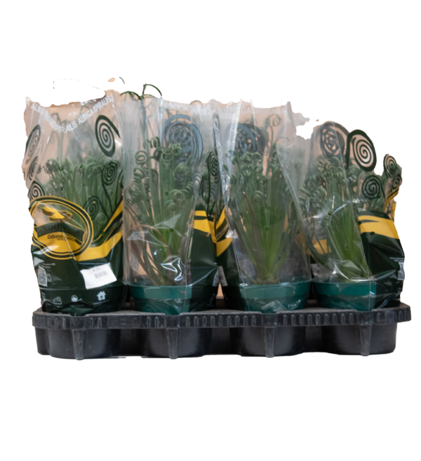 Albuca Spiralis - Imagem 2