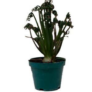 Albuca Spiralis
