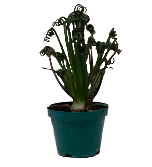 Albuca Spiralis