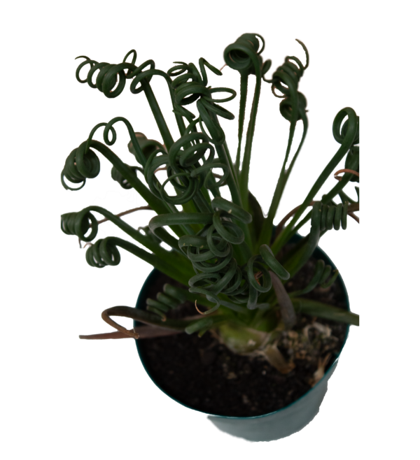 Albuca Spiralis - Imagem 3