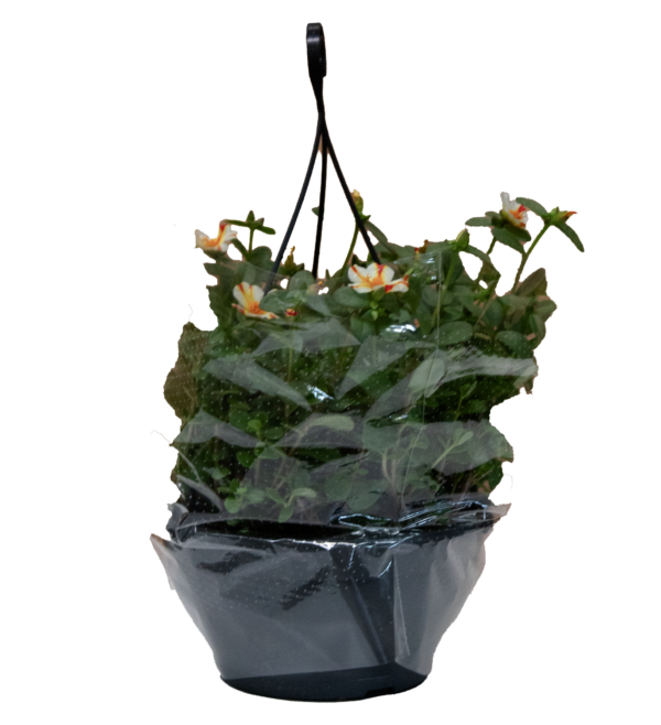 Euphorbia Milliana - Imagem 4