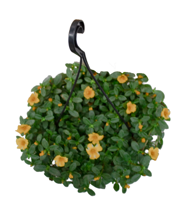 Euphorbia Milliana - Imagem 3