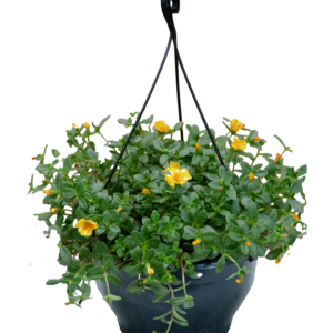 Euphorbia Milliana