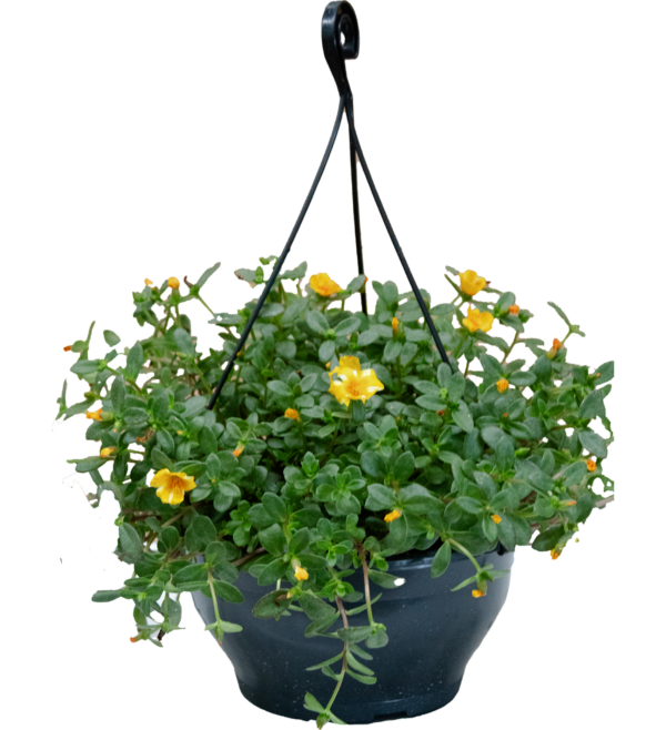 Euphorbia Milliana