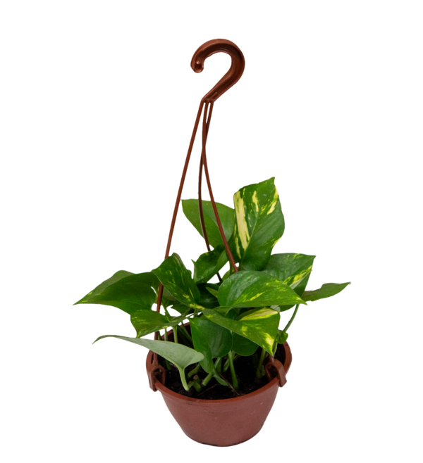 Jiboia Variada - Imagem 3
