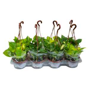 Jiboia Variada