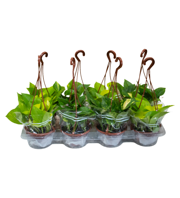 Jiboia Variada