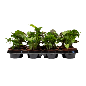 Syngonium
