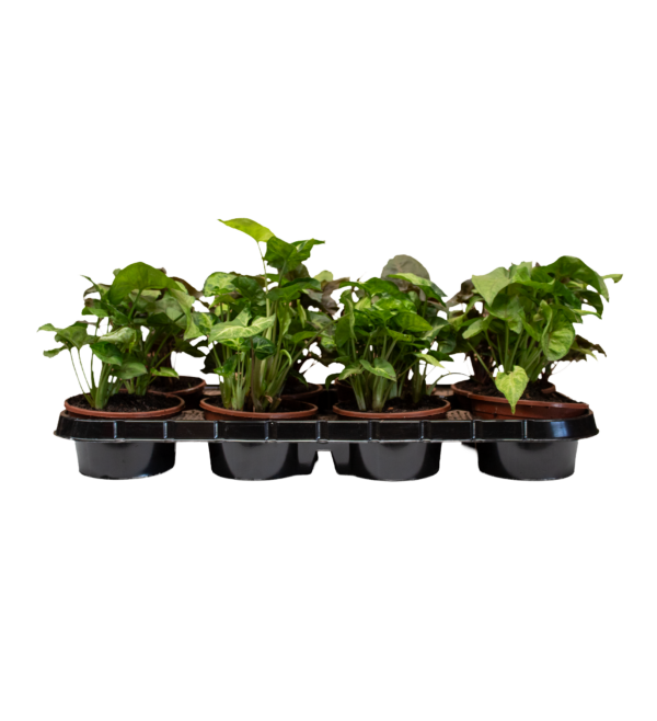 Syngonium