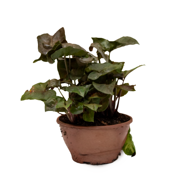 Syngonium - Imagem 2