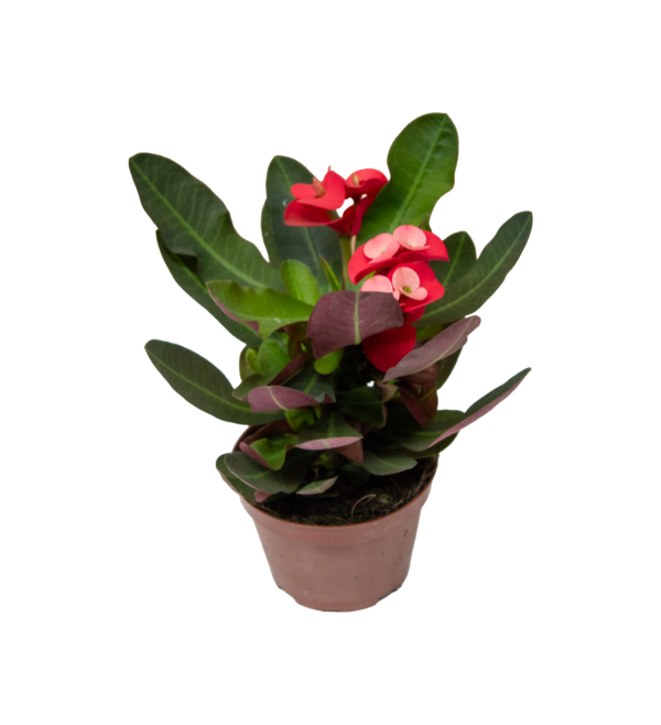 Euphorbia Milliana - Imagem 5