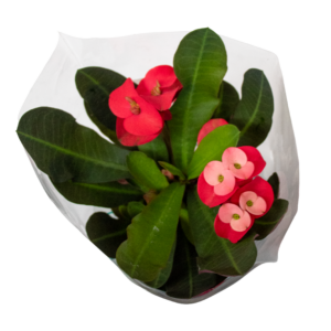 Euphorbia Milliana
