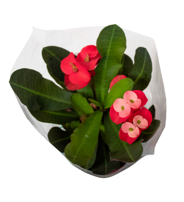 Euphorbia Milliana