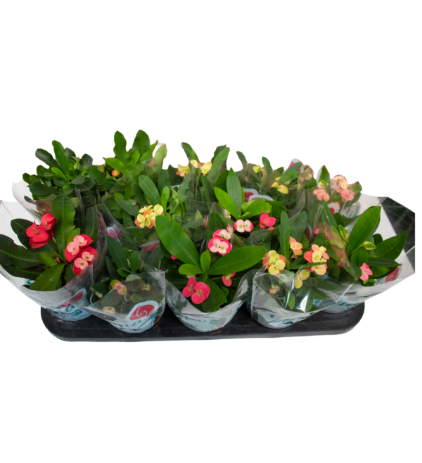 Euphorbia Milliana - Imagem 2