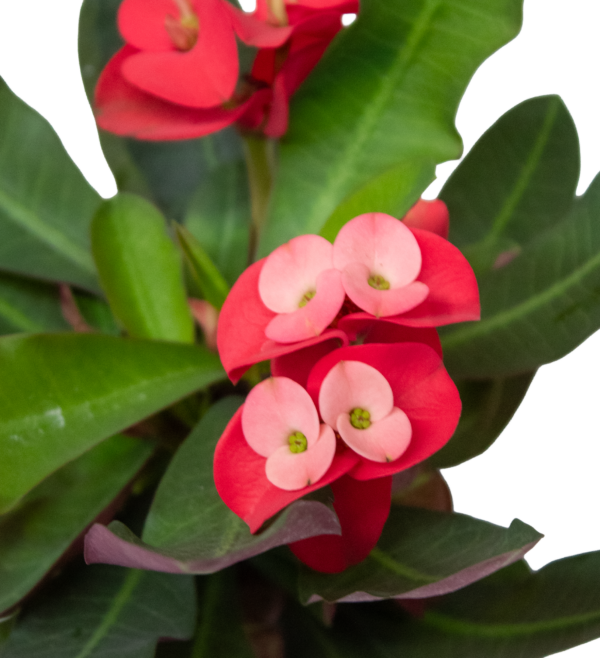Euphorbia Milliana - Imagem 4